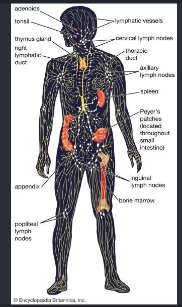 Lymph system diagram